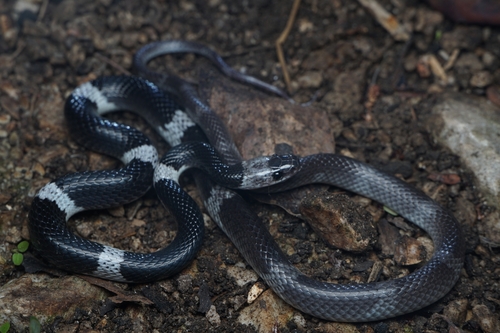 Indochinese Banded Wolf Snake