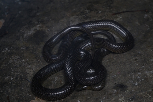 Guangxi Mountain Keelback