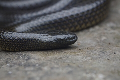 Guangxi Mountain Keelback photo 2