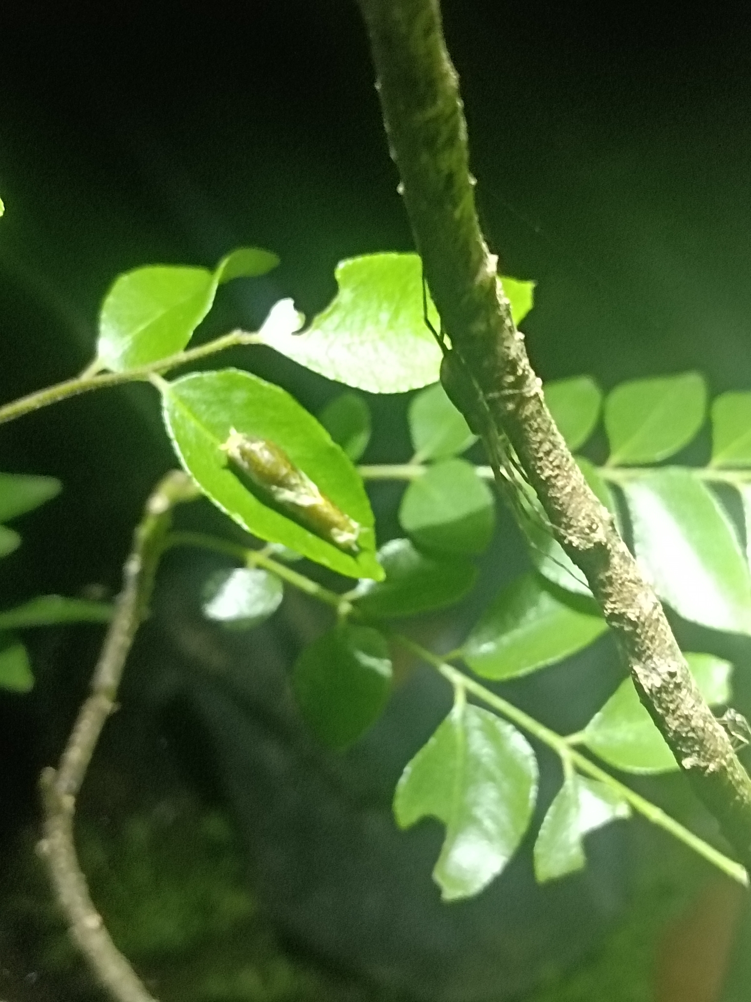 Common Mormon