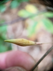 Callirhytis gallaestriatae