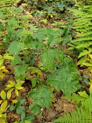 Callirhytis gallaestriatae