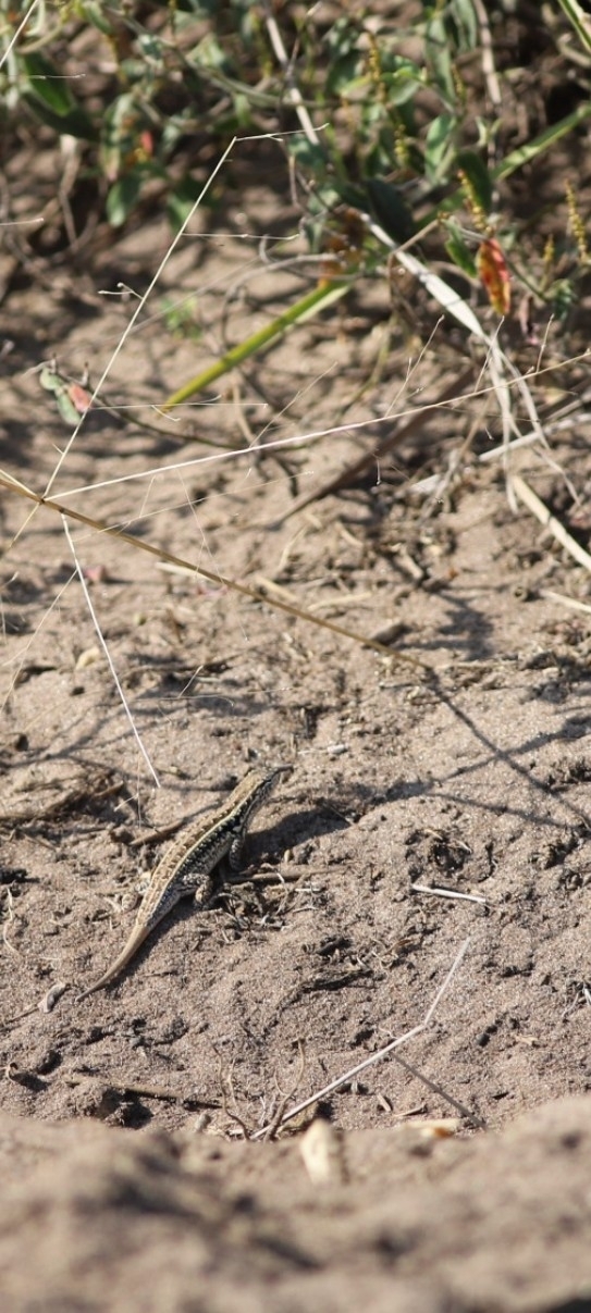 Azara's Sand Lizard photo 3