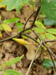 Callirhytis gallaestriatae