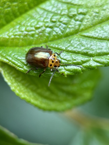 Morphosphaera coomani observed 2024-08-19