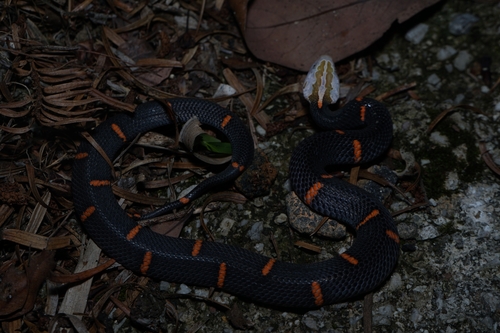 Fea's Viper