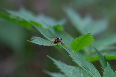 Temnostoma alternans