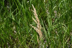Calamagrostis stricta