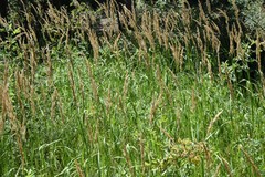 Calamagrostis stricta
