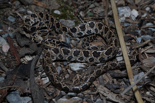 Many-spotted Cat Snake