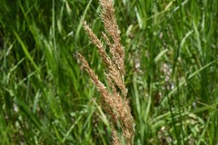 Calamagrostis stricta
