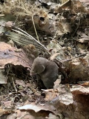 Sorex fumeus