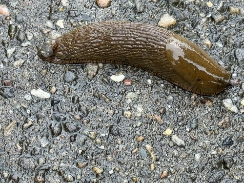 Spanish Slug, Arnhem South, Arnhem, Netherlands, photo 7 of 10
