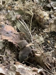 Sorex fumeus