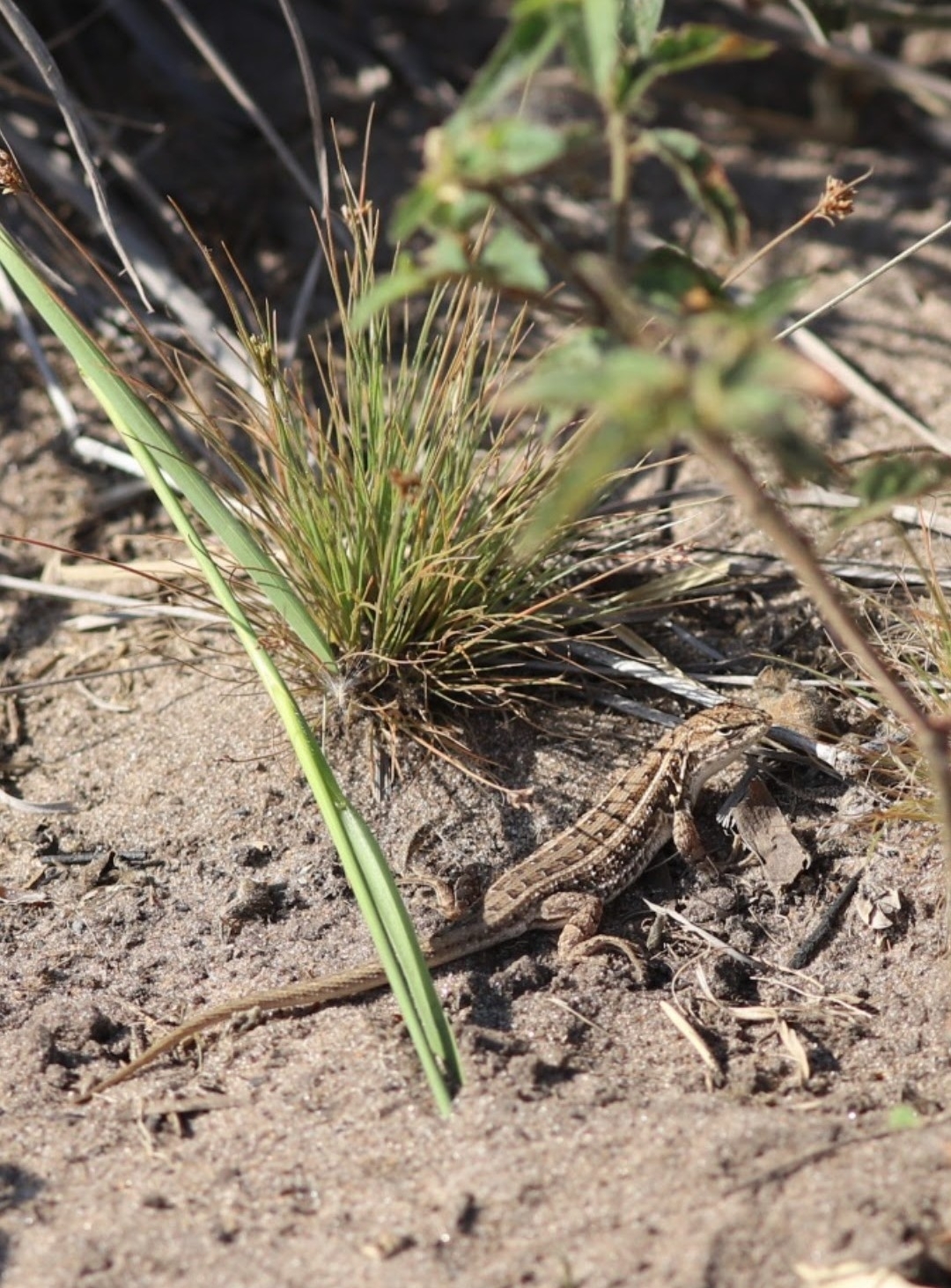 Azara's Sand Lizard photo 2