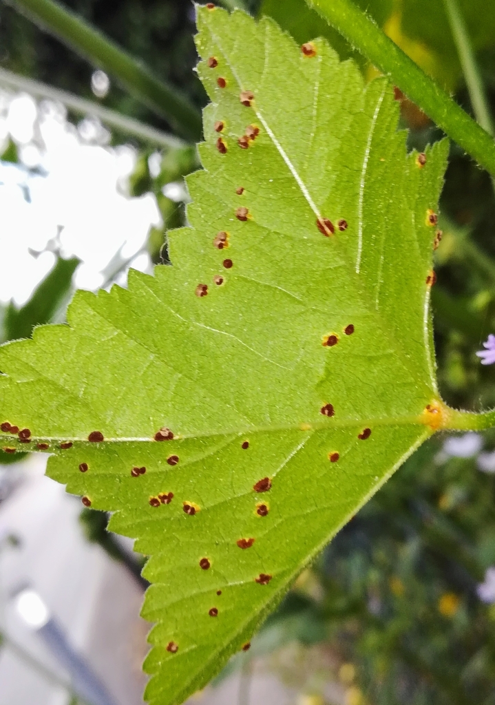 Roya de la malvarrosa en una planta