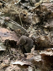 Sorex fumeus