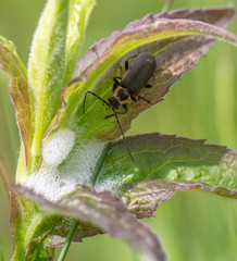 Atalantycha dentigera