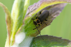 Atalantycha dentigera