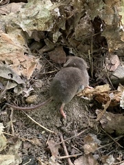 Sorex fumeus