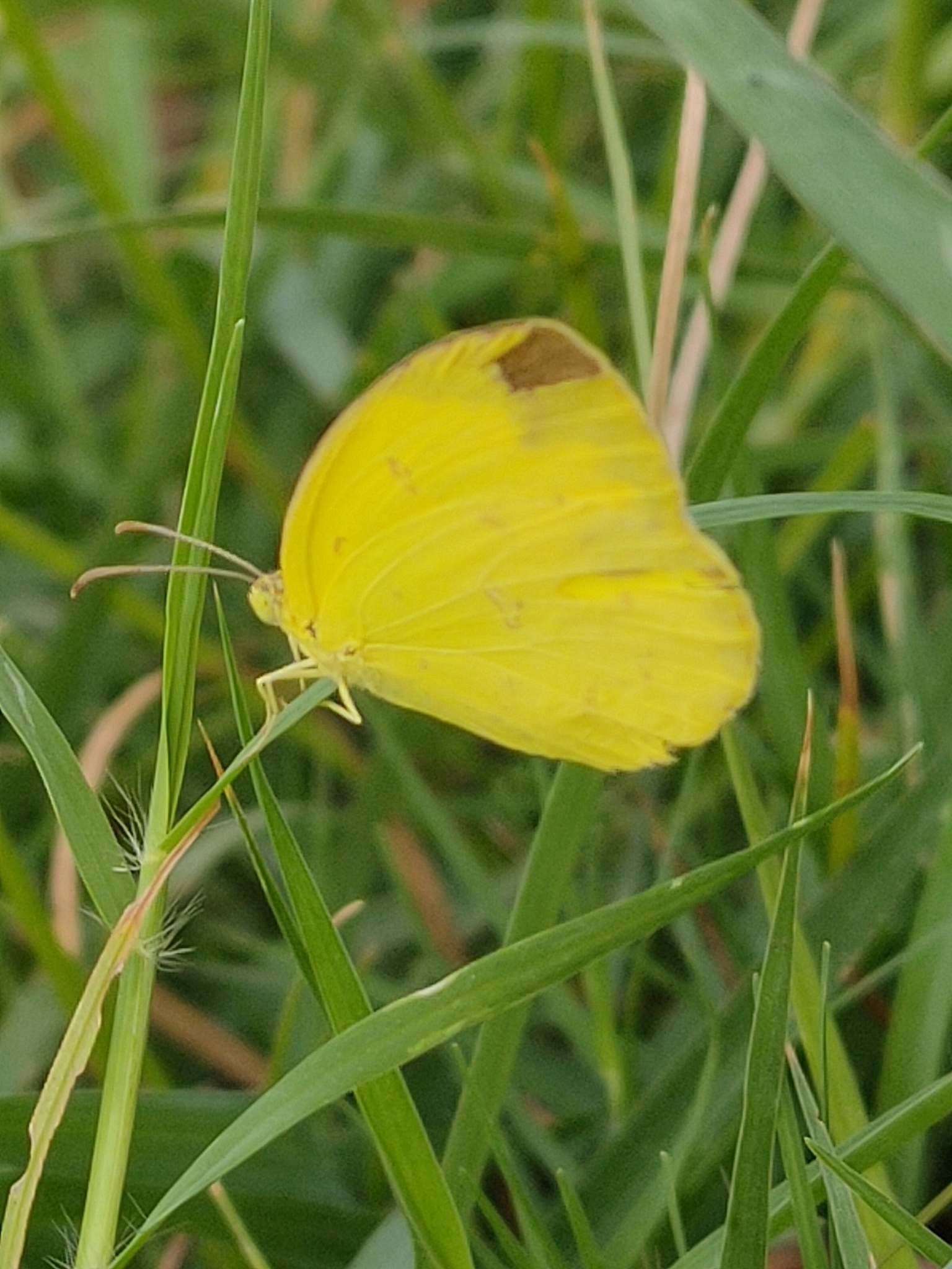 Common Grass Yellow