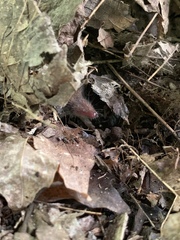 Sorex fumeus