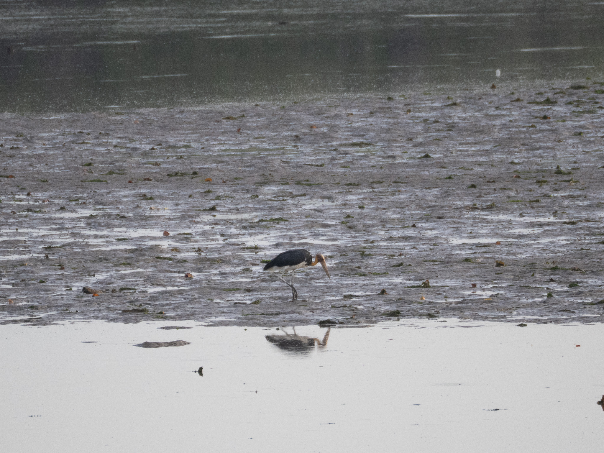 Lesser Adjutant