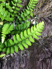 Asplenium marinum