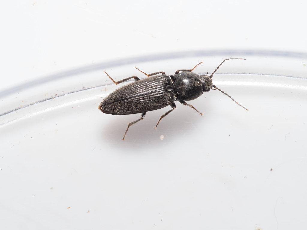 Cardiophorus asellus