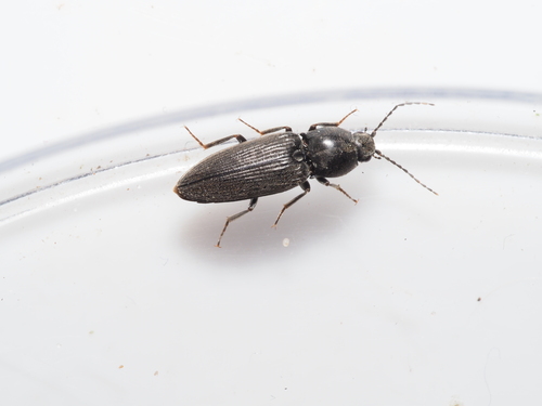 Cardiophorus asellus