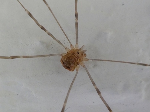 Nelima gothica