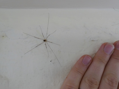 Nelima gothica