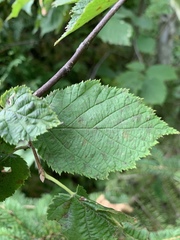 Corylus cornuta