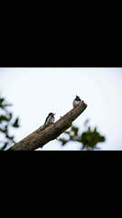 Leptinotarsa undecimlineata