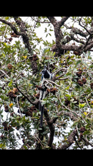 Leptinotarsa undecimlineata