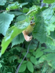 Corylus cornuta
