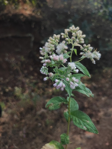 Conyza leucantha iNat (3)