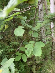 Corylus cornuta