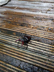Lucanus cervus