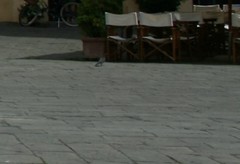 Columba livia domestica