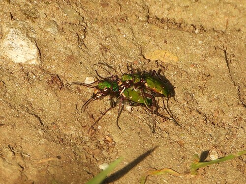 Green Tiger Beetle, Winterswijk, Holandia, photo 8 of 10