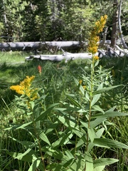 Solidago elongata