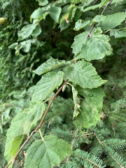 Corylus cornuta