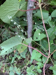 Fallopia cilinodis