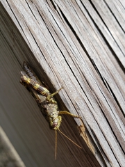 Melanoplus punctulatus