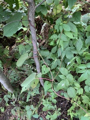 Fallopia cilinodis