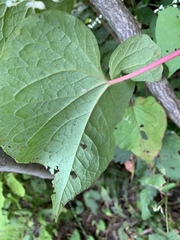 Fallopia cilinodis