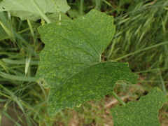 Míldio (Pseudoperonospora cubensis)