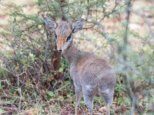 Günther's Dik-dik