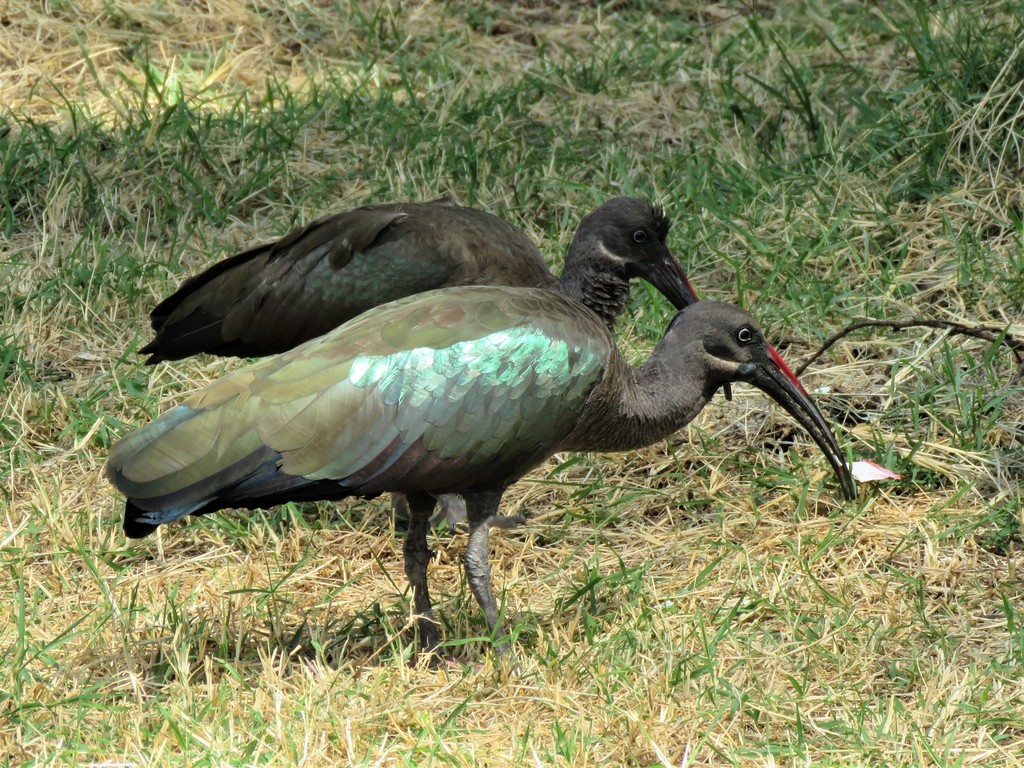Hadada Ibis